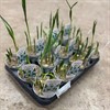 FRITILLARIA 11 CM MELEAGRIS VIT 1X12